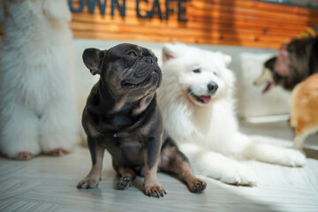 Two cute dogs playing with a ball, one white and fluffy like a Samoyed or Husky, the other brown, captured in a happy studio portrait