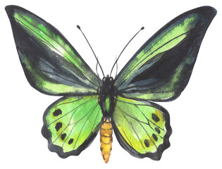 Australian Cairns Birdwing Butterfly. Watercolor hand drawing painted illustration.