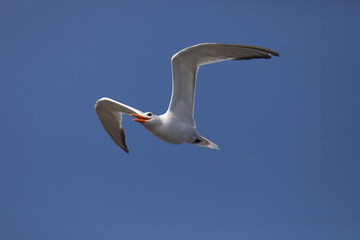 Flying Royal Tern calls and soars with wide wings cocked in beautiful blue California sky
