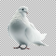 White Dove: Ideal for Freedom and Hope Themes on transparent background, png, psd
