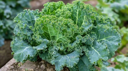 Naklejka premium Organic kale growing in raised garden