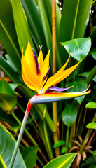 Vibrant Bird of Paradise: A close-up of a Bird of Paradise flower with its unique structure, vibrant colors, and surrounding leaves