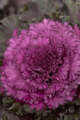 Obraz premium red cabbage plant