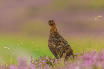 Red Grouse male or cockbird, facing left in purple blooming heather on managed grouse moorland, with clean background and copy space.  Scientific name: Lagopus Lagopus.  Yorkshire Dales, UK