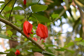 Couple of red china rose flower symbol of Love