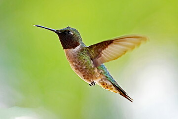 Fototapeta premium Ruby-throated Hummingbird