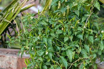 Lots of Green chilli on plant in rooftop garden