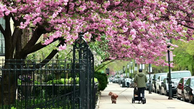 Spring time in Boston, Massachusetts, USA with the iconic pink cherry tree flowers at Commonwealth avenue and unrecognizable locals passing by on a sunny morning.