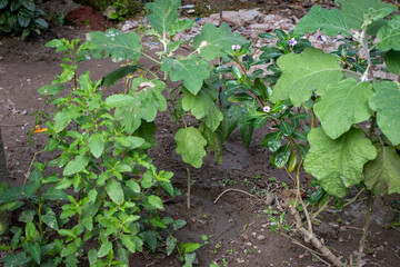 Small garden beside house with lots of plant Bangladesh