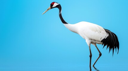 Fototapeta premium A graceful crane stands in shallow water, showcasing its elegant white plumage and distinctive red crown against a clear blue background.