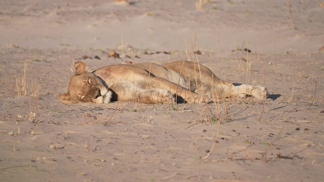 Lioness resting along Chobe River in Botswana after a late night of hunting. Flies buzzing on the dry caked blood on her face and shoulder. Slow motion, 25 percent natural speed.
