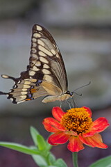 Giant Swallowtail Butterfly