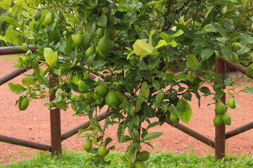 Close-up of unripe green lemons growing on the tree in a Tuscan hotel garden, highlighting the vibrant colors and serene atmosphere of the Mediterranean landscape. 