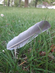 Feather in the grass