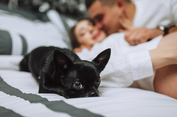 Black Chihuahua dog lies against the background of hugging, kissing man and woman, guarding beloved owners. Animal photo, concept of friendship, devotion and care.