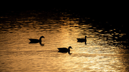 Unique beautiful abstract image of ducks on Derwentwater with molten gold sunset reflected in the water