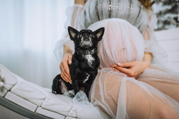 Pregnant young woman in dress with big belly sitting together with black small chihuahua dog indoors. Photography, pregnancy concept.