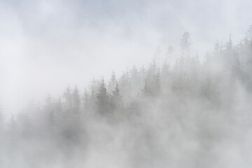 Atmospheric landscape image of layers of conifer tress in thick Autumn fog in Whinlatter Forest in Lake District