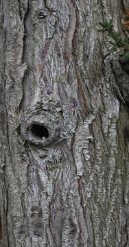 Beautiful close-up of the bark of cupressus dupreziana