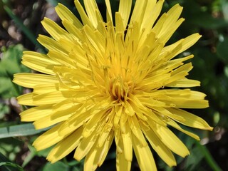 Yellow dandelion flower with vibrant golden petals in green meadow,surrounded by grass wild plants and natural vegetation,blooming during spring,highlighting beauty of nature summer landscape