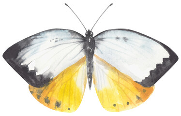 Australian orange migrant Butterfly. Watercolor hand drawing painted illustration. © Poltavska
