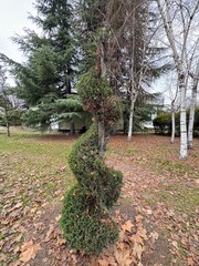 Lemon Cypress or 'Gold Crest' is a cultivar of the Monterey Cypress, Hesperocyparis macrocarpa, with a narrow, columnar habit and needled evergreen, bright yellow foliage.
