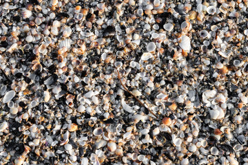 Muschelstruktur