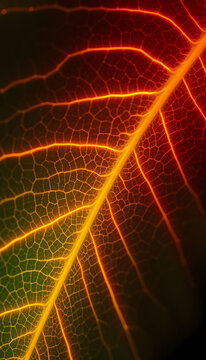 Leaf vein glows with vibrant botanical beauty generated by AI, magazine photoshoot, with white tones