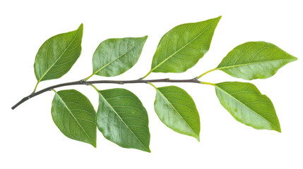 Fototapeta premium Fresh Green Leaf Branch Isolated on White Background