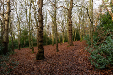 Trees in Autumn woods with fallen leaves on floor