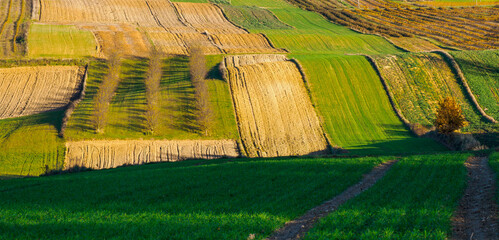 An autumn agricultural landscape. Roztocze. Lublin Voivodeship. Poland. The image depicts a picturesque autumn agricultural landscape. 