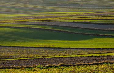 An autumn agricultural landscape. Roztocze. Lublin Voivodeship. Poland. The image depicts a picturesque autumn agricultural landscape. 