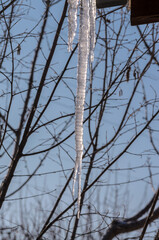 icicle on a sunny day against the background of branches and blue sky