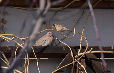 turtle dove and sparrow in the middle of the branches in the sunlight