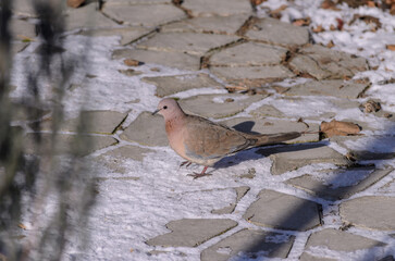 turtle dove on snow and grey paving slabs