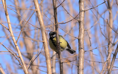 A chickadee sits on a hazelnut branch in sunlight against a blue sky background