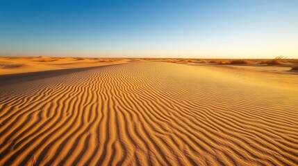 Naklejka premium golden sand dunes stretching endlessly, with dramatic shadows cast by the setting sun and a clear, cloudless sky. 