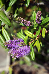 Macro image of purple Hebe blooms, Peru
