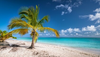 Obraz premium Palm Trees On The Beach - Palm Beach In Tropical Paradise - Guadalupe Island - Caribbean - Hawaii - Bali - Landscape Beach