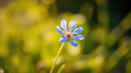 A delicate blue flower with a soft yellow backdrop, showcasing the beauty of nature's simplicity.