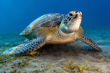 Underwater photo from Egypt