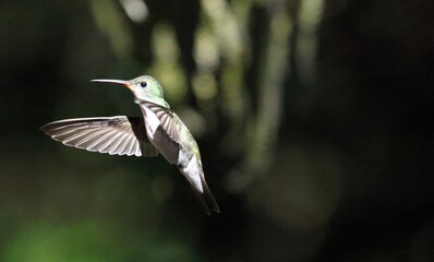 White-bellied Hummingbird in flight, Peru

