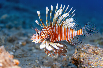 Underwater photo from Egypt