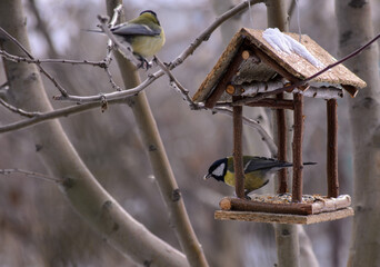 a tit with a light seed in its beak in a feeder