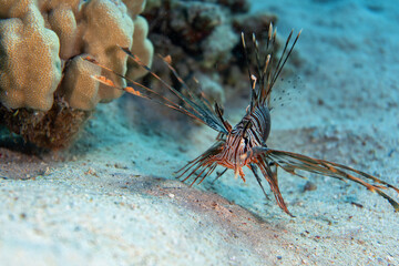 Underwater photo from Egypt