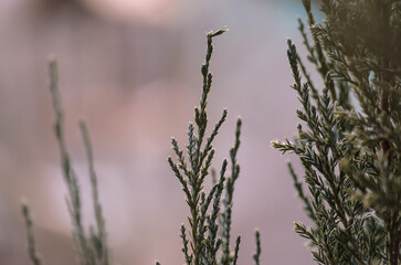 juniper branches on a blurred background