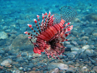 Underwater photo from Egypt