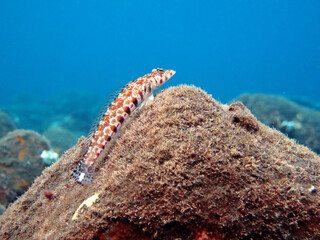Underwater photo from Egypt