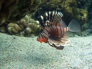 Underwater photo from Egypt