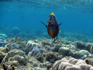 Underwater photo from Egypt.